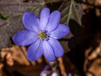 Leberblümchen Blüte
